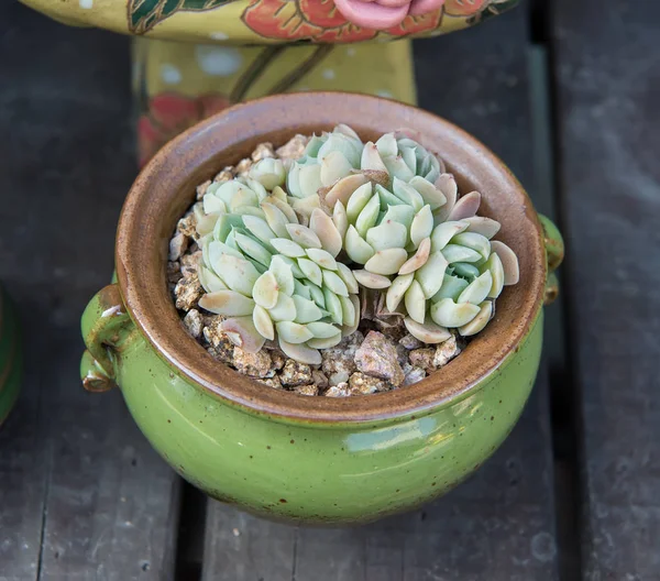 Plantas Suculentas Coloridas Miniatura — Fotografia de Stock