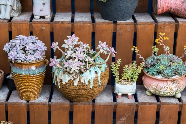 Colorful Miniature Succulent Plants — Stock Photo, Image