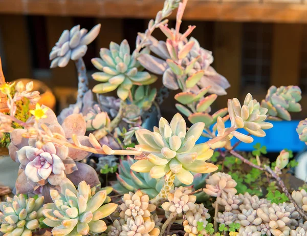 Renkli Minyatür Sulu Bitkiler — Stok fotoğraf