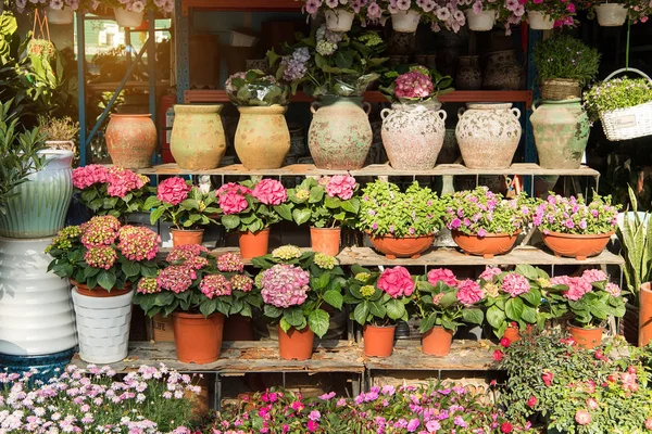 Kwiat Hortensji Doniczkach Sprzedaż Miejscowym Centrum Ogrodu — Zdjęcie stockowe