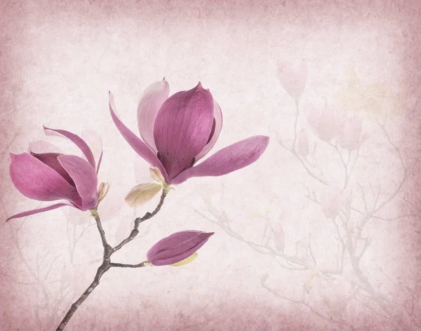 Roze Magnolia Bloemen Oude Papier Achtergrond — Stockfoto