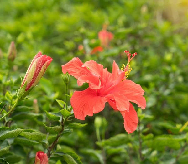 Closeup Hibisci Rosae Sinensis Flower — Stock Photo, Image