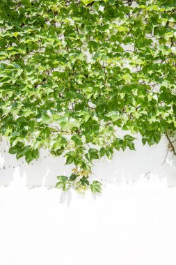 sarmaşık yaprakları beyaz arkaplanda izole edilmiş