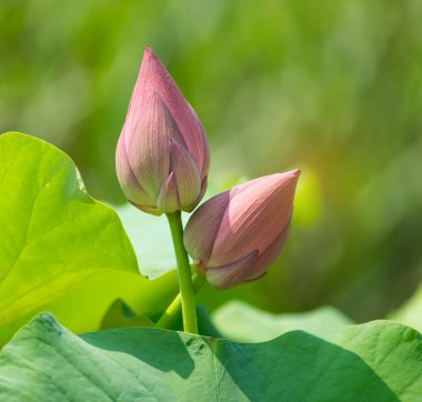 çiçek açan lotus çiçeği