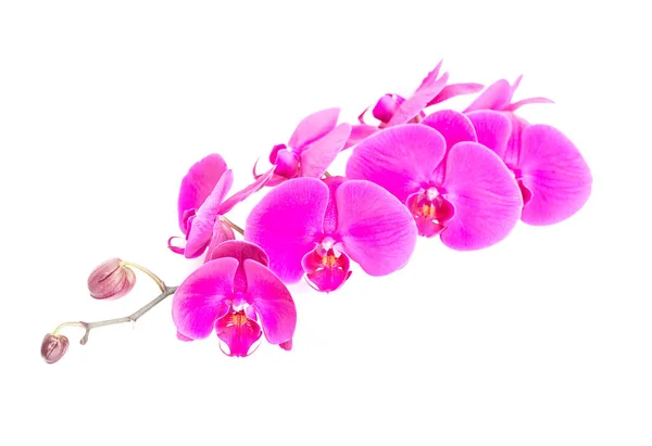 Орхидея Изолированы Белом Фоне — стоковое фото