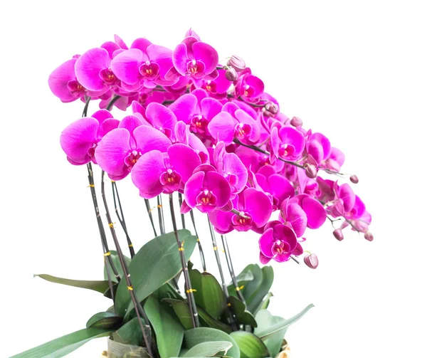Orkidé Isolerad Vit Bakgrund — Stockfoto
