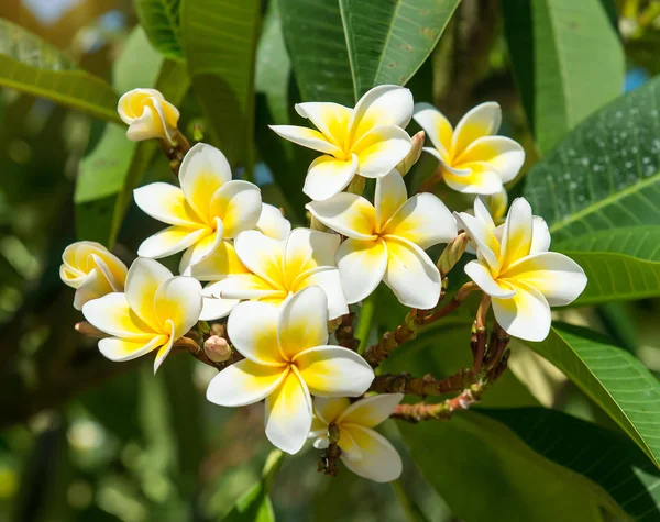 Frangipani Plumeria Doğadaki Tropikal Çiçek — Stok fotoğraf