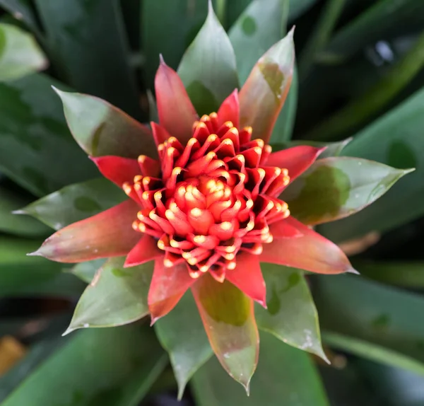 Czerwony Kolor Guzmania Kwiat Ogrodzie — Zdjęcie stockowe