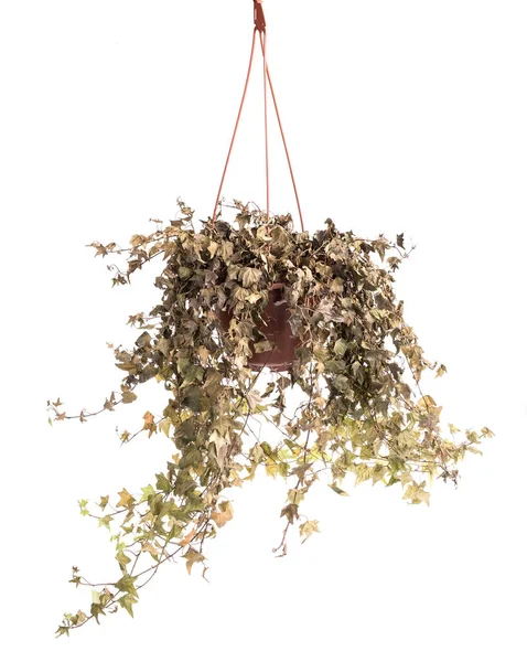 Seca seca folhas de hera plantas em vaso de flores — Fotografia de Stock