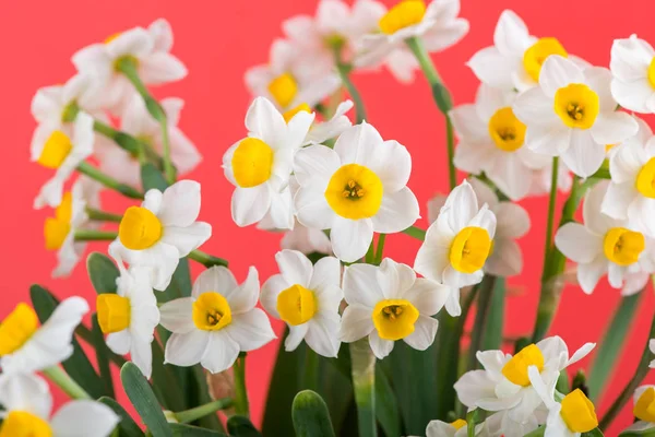 Narciso fioritura con sfondo rosso — Foto Stock