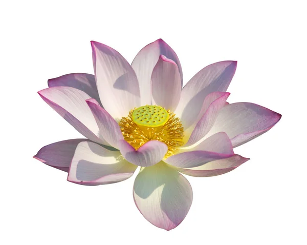Lotus Απομονωμένες Άσπρο Φόντο — Φωτογραφία Αρχείου