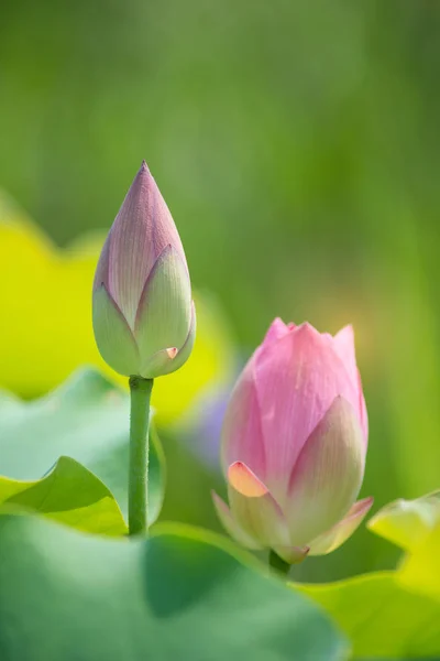 Flor de lótus em flor — Fotografia de Stock