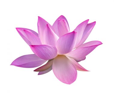 Lotus izole beyaz zemin üzerine.