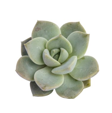 Sulu bitki beyaz arkaplanda izole edildi