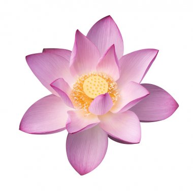 Lotus izole beyaz zemin üzerine.