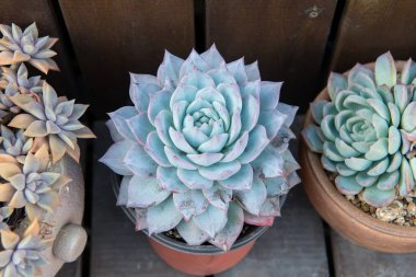 Kaktüs bir bitkinin içinde sulu.