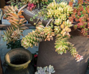 Kaktüs bir bitkinin içinde sulu.