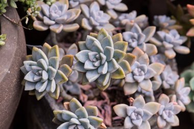 Kaktüs bir bitkinin içinde sulu.