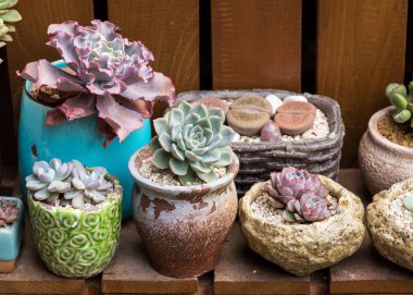 Kaktüs bir bitkinin içinde sulu.