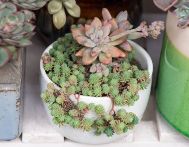 Kaktüs bir bitkinin içinde sulu.