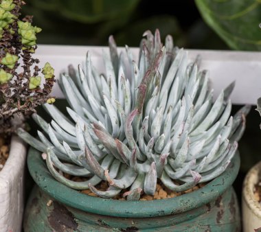 Kaktüs bir bitkinin içinde sulu.