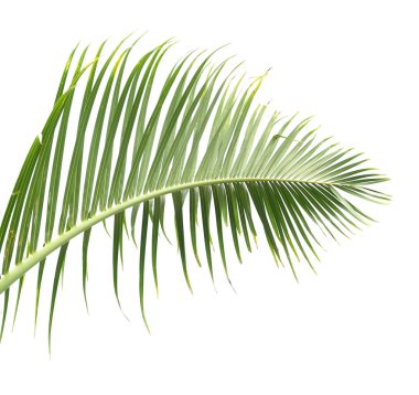 Beyaz arkaplanda izole edilmiş palmiye ağacı