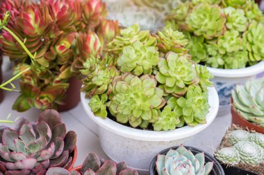  Bahçedeki minyatür sulu bitkiler