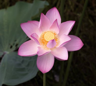 Sudaki nilüfer çiçeği ya da nilüfer çiçeği, saflığın sembolü..