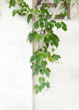 sarmaşık yaprakları beyaz arkaplanda izole edilmiş