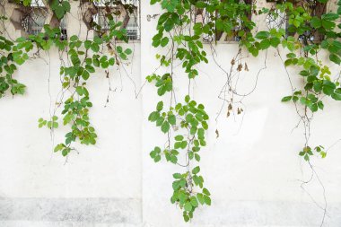 sarmaşık yaprakları beyaz arkaplanda izole edilmiş