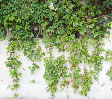 sarmaşık yaprakları beyaz arkaplanda izole edilmiş