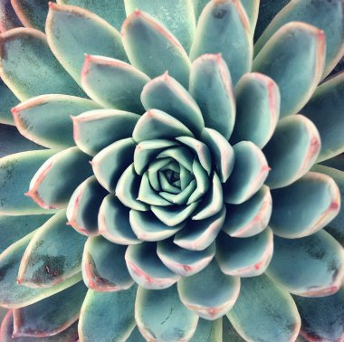  Bahçedeki minyatür sulu bitkiler