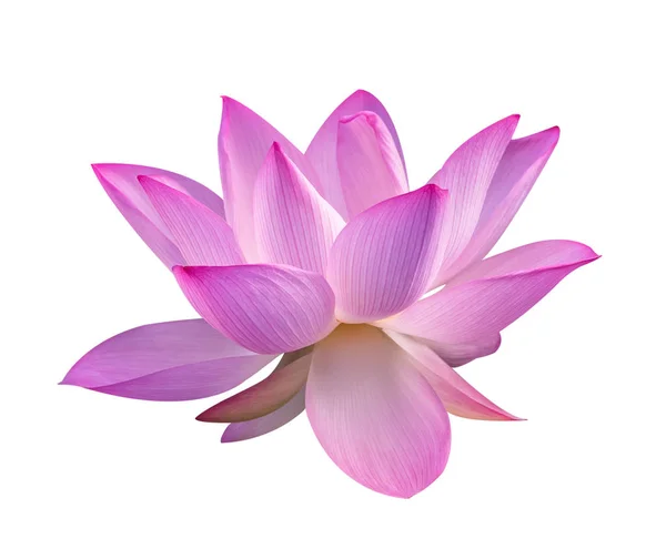 Lotus on isolated white background. — Stock Photo, Image