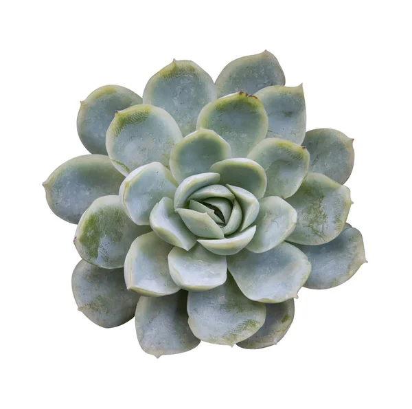 Succulent plant isolated on white background — Stock Photo, Image