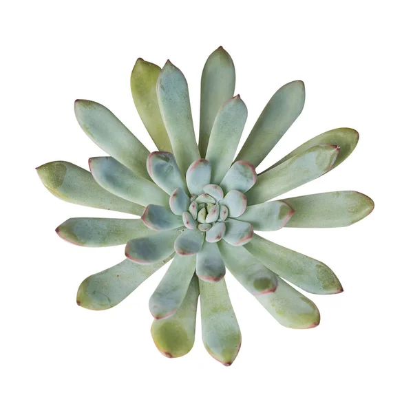 Sukkulente Pflanze isoliert auf weißem Hintergrund — Stockfoto