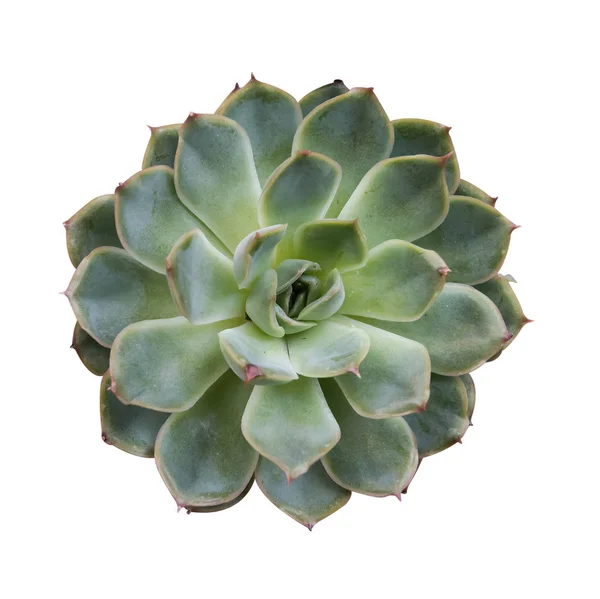 하얀 배경에 분리되어 있는 다육 식물 — 스톡 사진