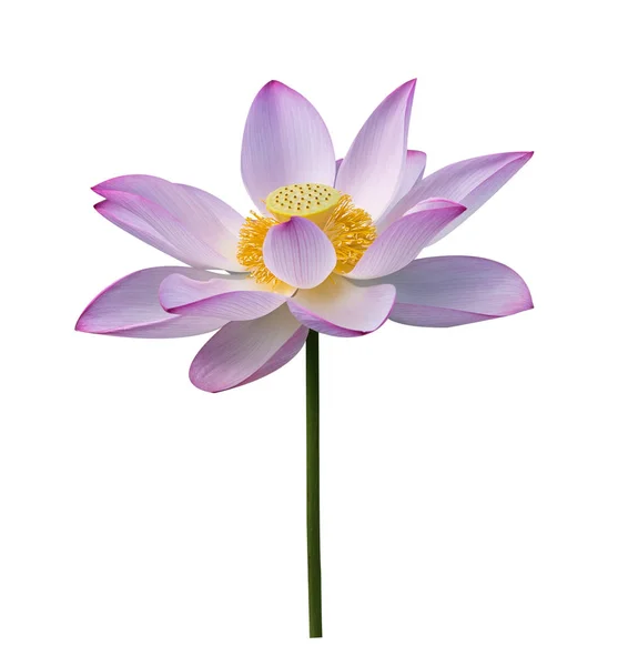 Lotus auf isoliertem weißem Hintergrund. — Stockfoto