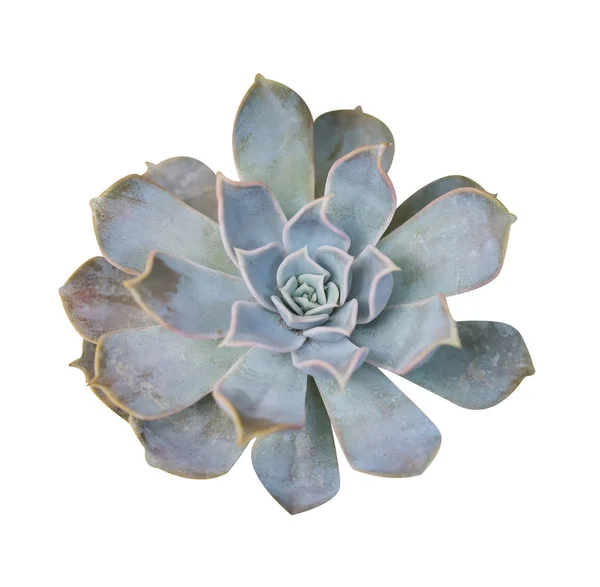 Plante Succulente Isolée Sur Fond Blanc — Photo