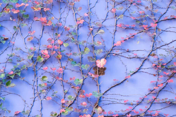 Purple Wall Covered Ivy Leaves — Stock Photo, Image