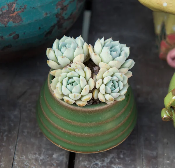 Cactus Vetstoffen Een Plantenbak — Stockfoto