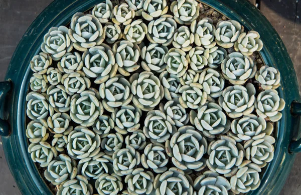 プランターのサボテンの多肉植物 — ストック写真