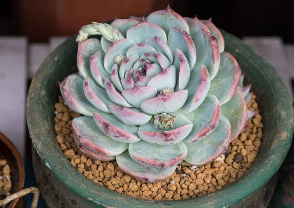 Cactus Succulents Planter — Stock Photo, Image