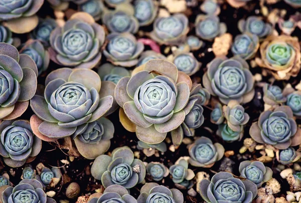 Miniatyrsaftiga Växter Trädgården — Stockfoto
