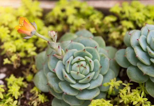 Piante Succulente Miniatura Giardino — Foto Stock