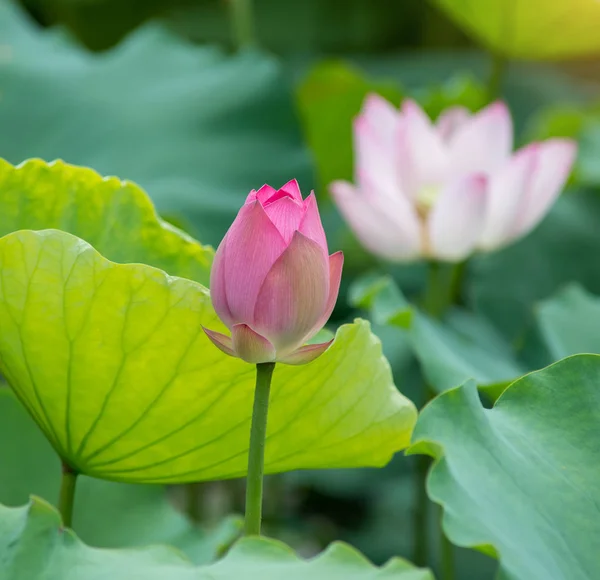 Seerose Oder Lotusblume Wasser Symbol Der Reinheit — Stockfoto