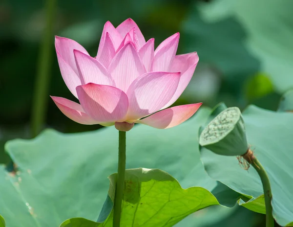 Waterlily Lotus Flower Water Symbol Purity — Stock Photo, Image