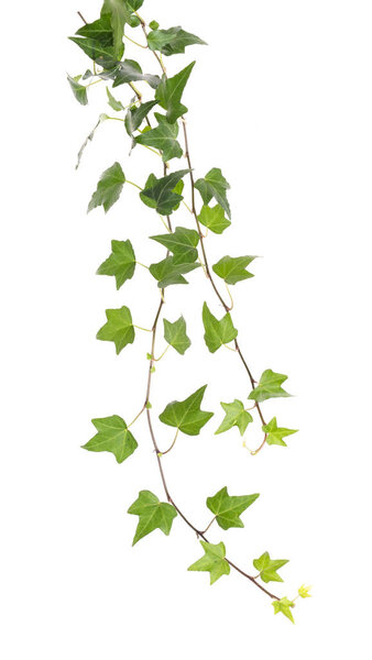 ivy leaves isolated on a white background