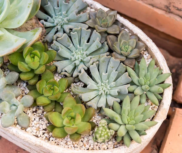 Miniatuur Sappige Planten Tuin — Stockfoto