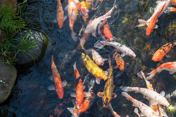 Peixes Koi Lagoa — Fotografia de Stock