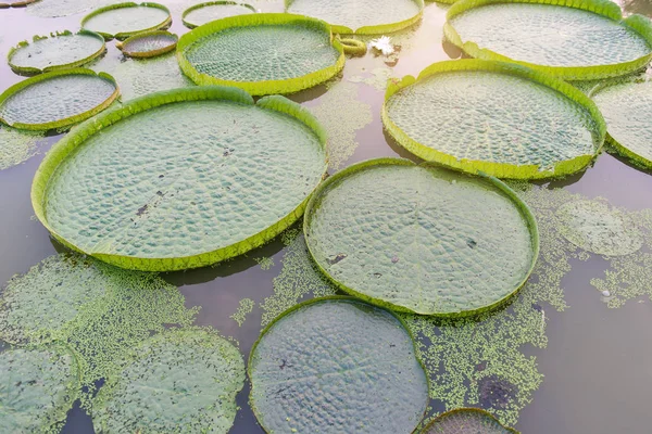 巨大な浮動蓮 巨人アマゾン スイレン ビクトリア アマゾニア の池の葉します — ストック写真